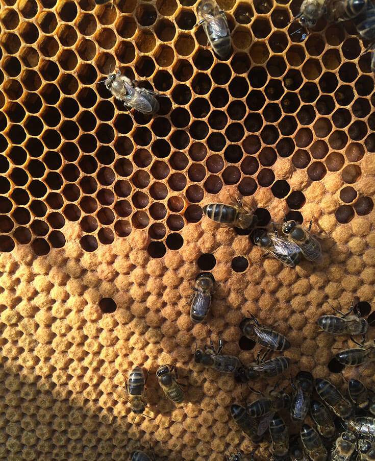 Как пчелы делают мед: из чего он получается и как собирают?