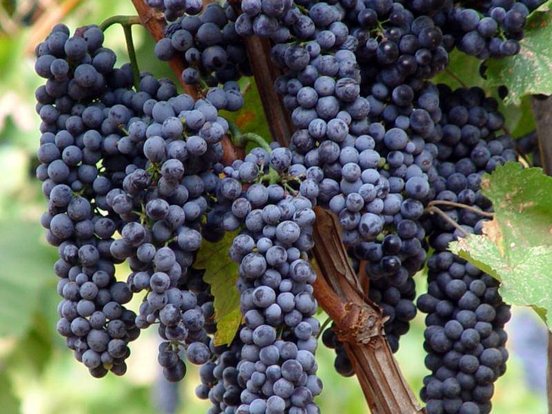 Виноград красностоп: описание сорта и видовые характеристики, посадка и уход