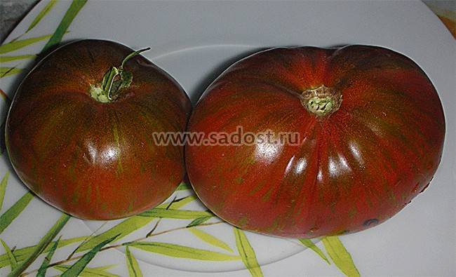 Характеристика и описание томата «большой полосатый кабан»