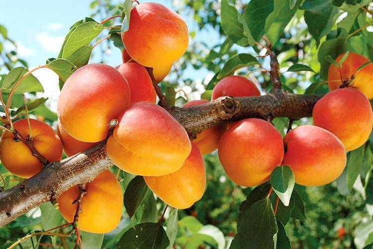 Описание 11 лучших зимостойких сортов абрикосов для Урала, посадка и уход