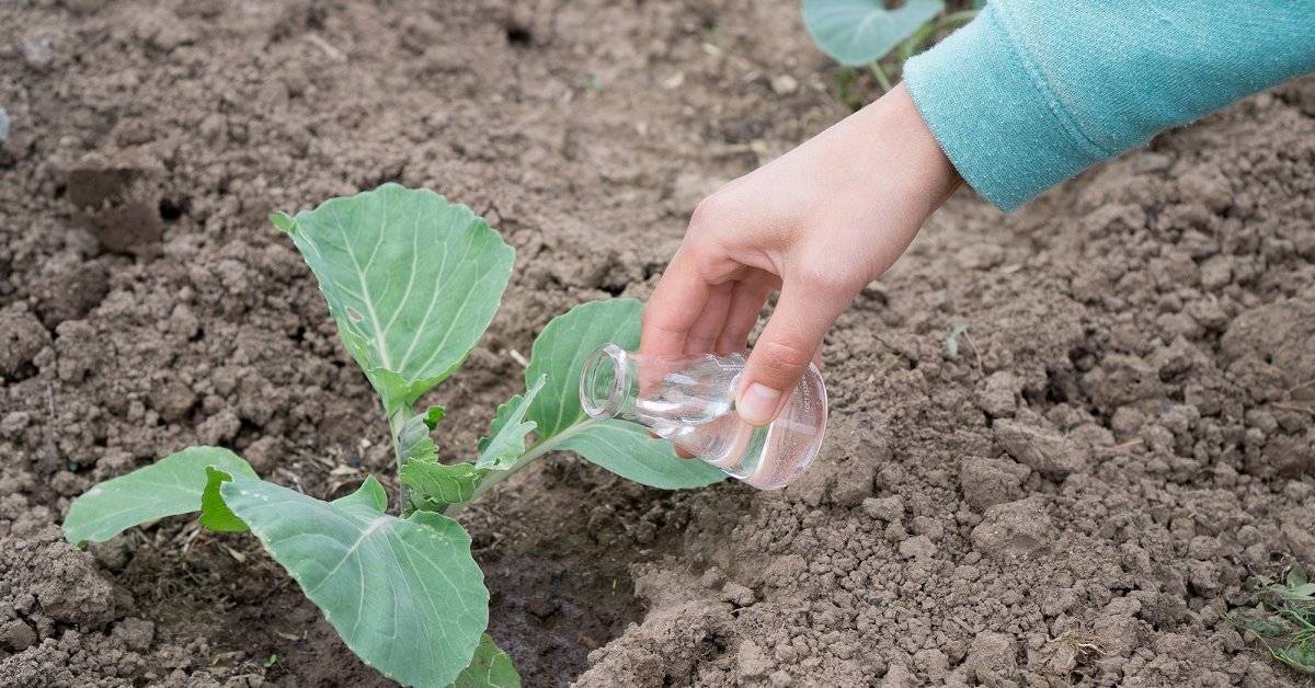 Правильный полив капусты – как правильно организовать в жару на открытом грунте? + видео