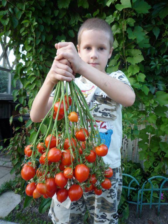 Томат поцелуй герани фото и описание