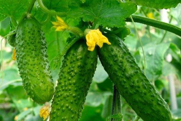 Огурец эстафета f1: описание сорта и особенности выращивания