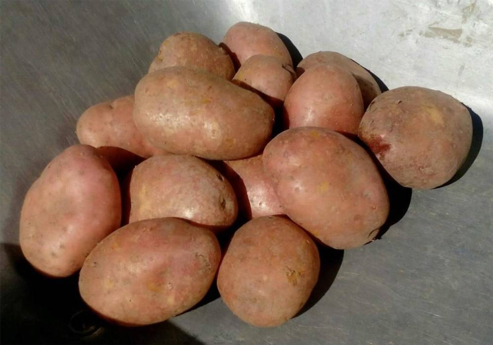 Картофель ильинский: описание и характеристика сорта, отзывы дачников с фото