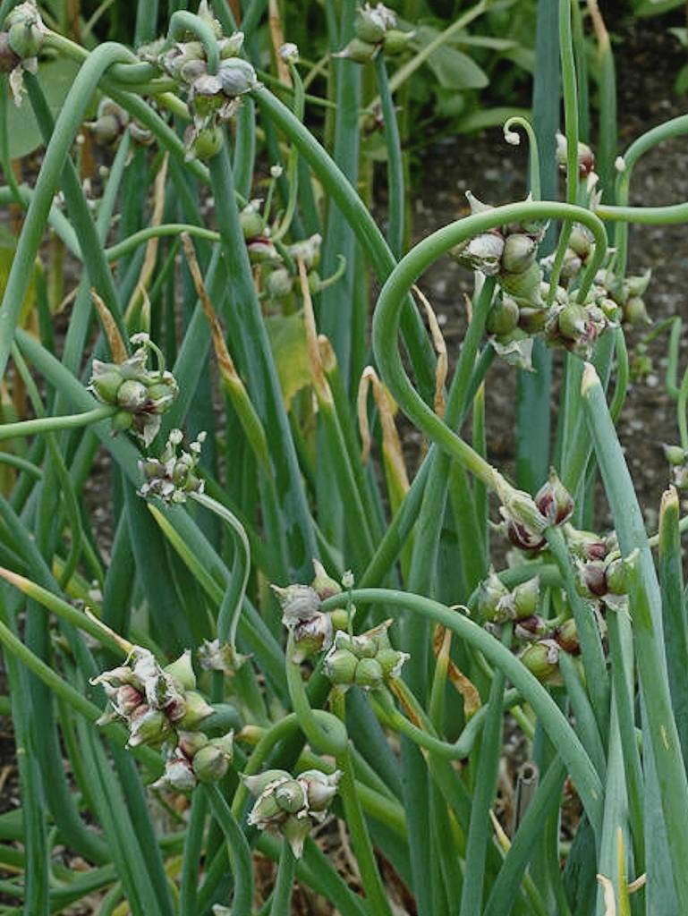 Многоярусный лук, посадка и уход, выращивание в открытом и закрытом грунте