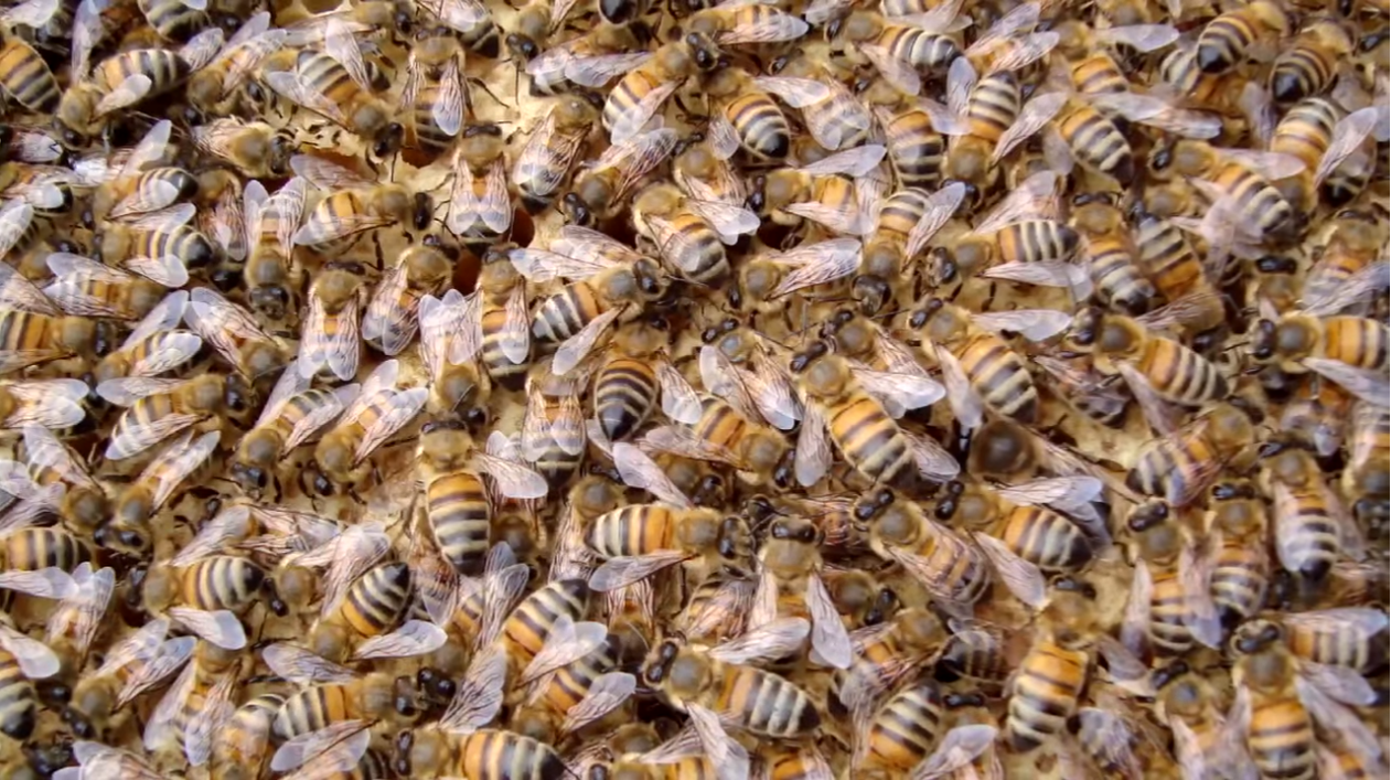 Пчелы бакфаст: характеристика, особенности и линии породы