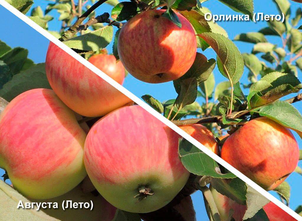 Красивая и высокоурожайная яблоня орлинка