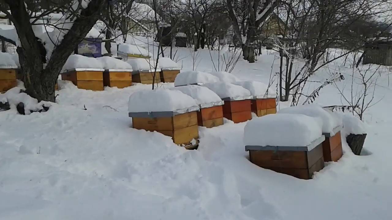 Зимовка пчел ? на улице и в зимовнике, время постановки пчел в зимовник, сборка гнезда и подготовка ульев к зиме