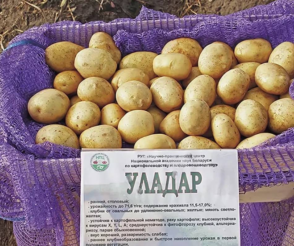Картофель уладар: описание сорта, характеристика, выращивание и уход, отзывы и фото