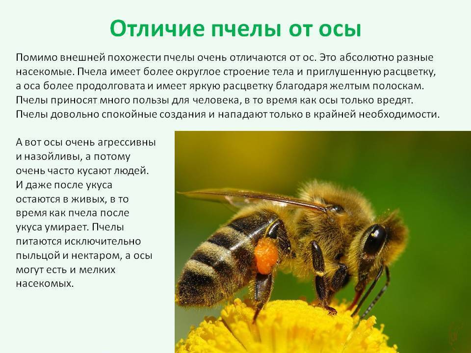 Оса насекомое. описание, особенности, образ жизни и среда обитания осы