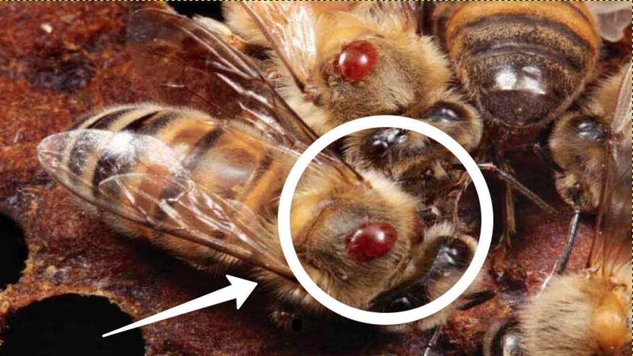 Варроатоз пчел: лечение пластинками, диагностика