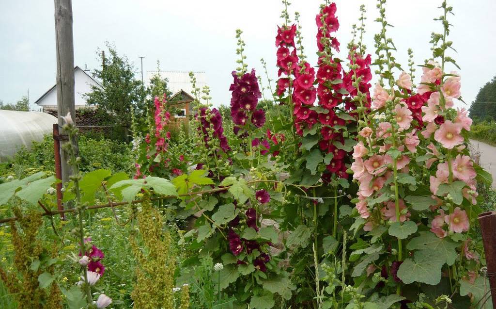Штокроза – секреты выращивания садовой красавицы