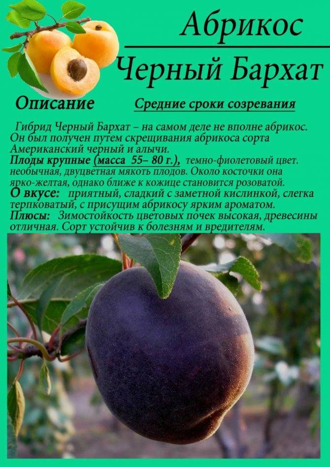 Описание и правила выращивания абрикоса сорта Черный бархат