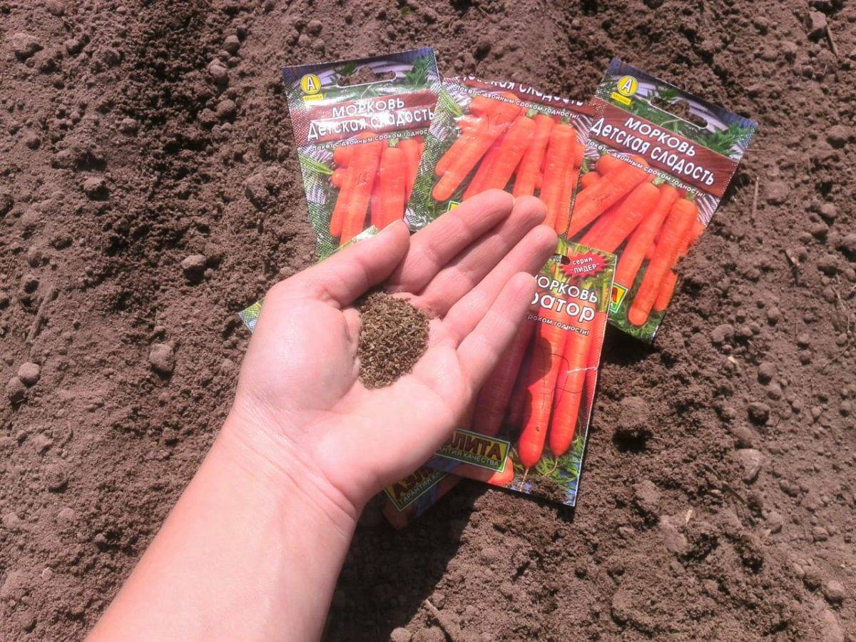 Когда сажать морковь под зиму: сроки посева и уход