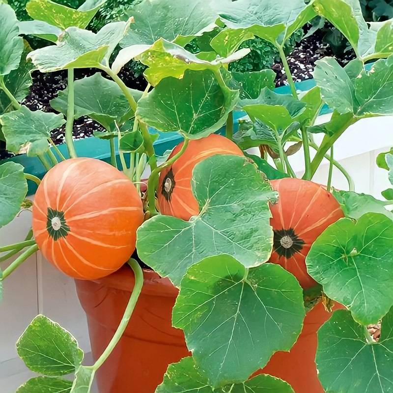 ✅ как вырастить тыкву в квартире. выращивание тыквы на балконе - живой-сад.рф