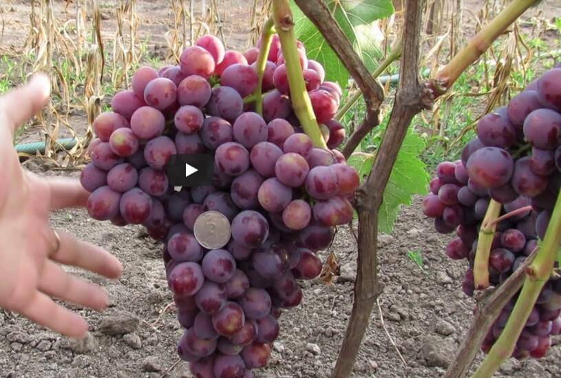 Виноград заря несветная: описание сорта с характеристикой и отзывами, особенности посадки и выращивания, фото