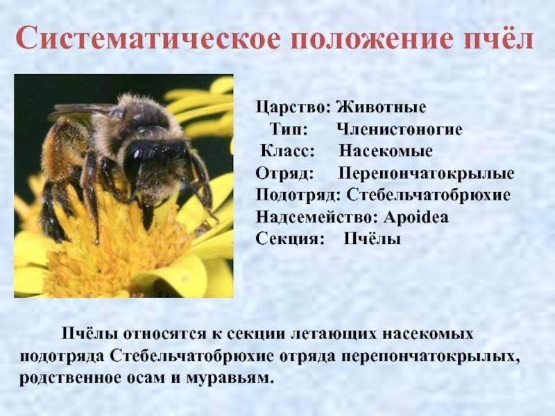 Пчеловодство с нуля: разновидность пчел и обустройство пасеки