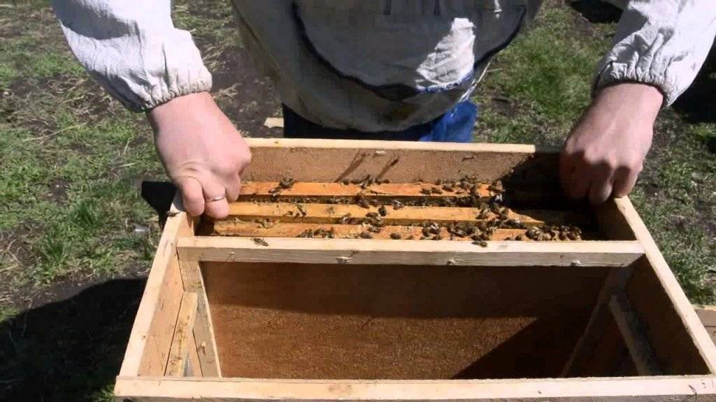 Как правильно посадить пчелопакет в улей?