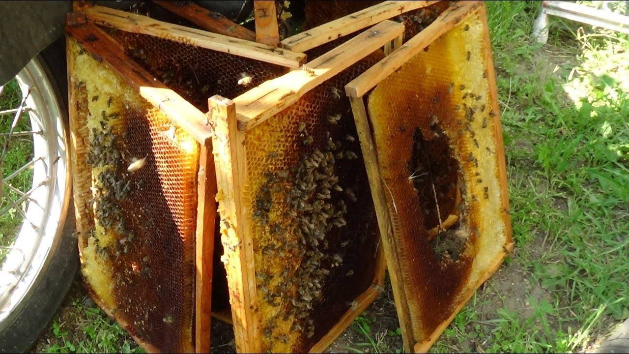 Работы после взятка. азбука эффективного пчеловодства