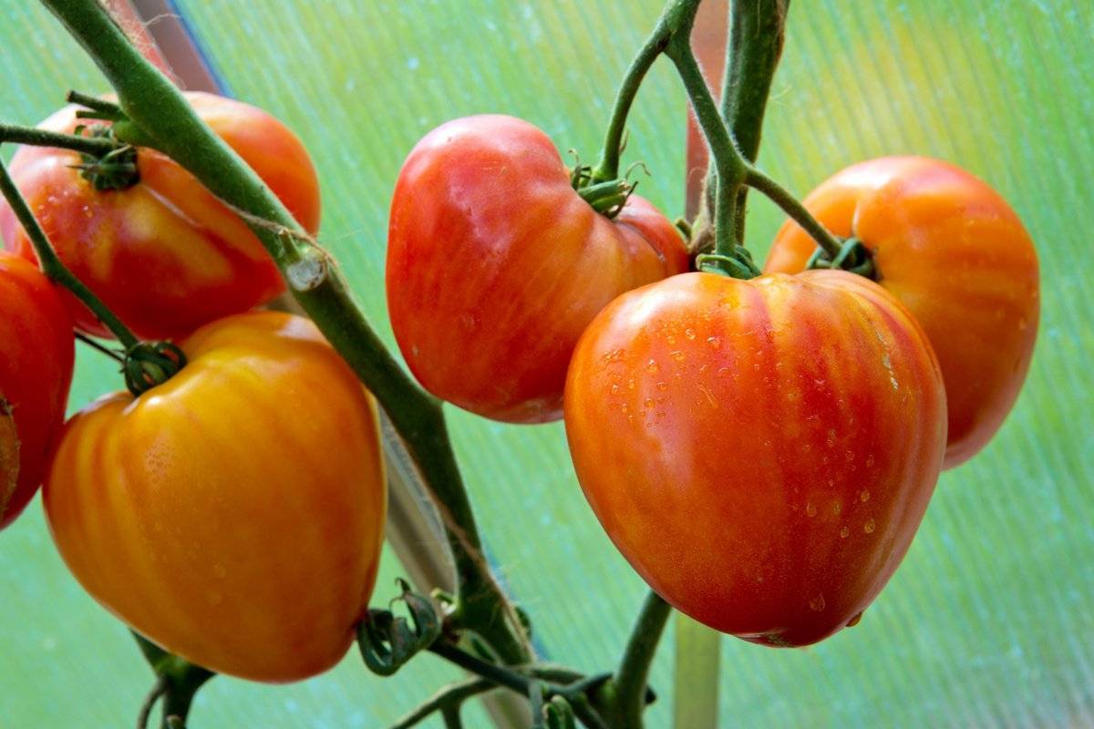Томат "любимый праздник": описание и характеристики сорта, фотографии помидор и рекомендации по уходу