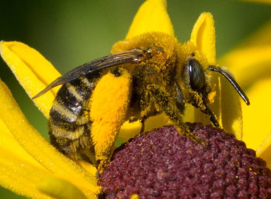 Цветочная пыльца: польза, показания. пчелиная пыльца для мужчин. как правильно принимать цветочную пыльцу? пчелиная обножка