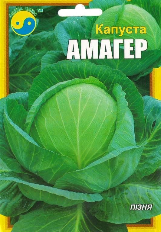 Капуста амагер: описание и характеристика сорта, выращивание с фото