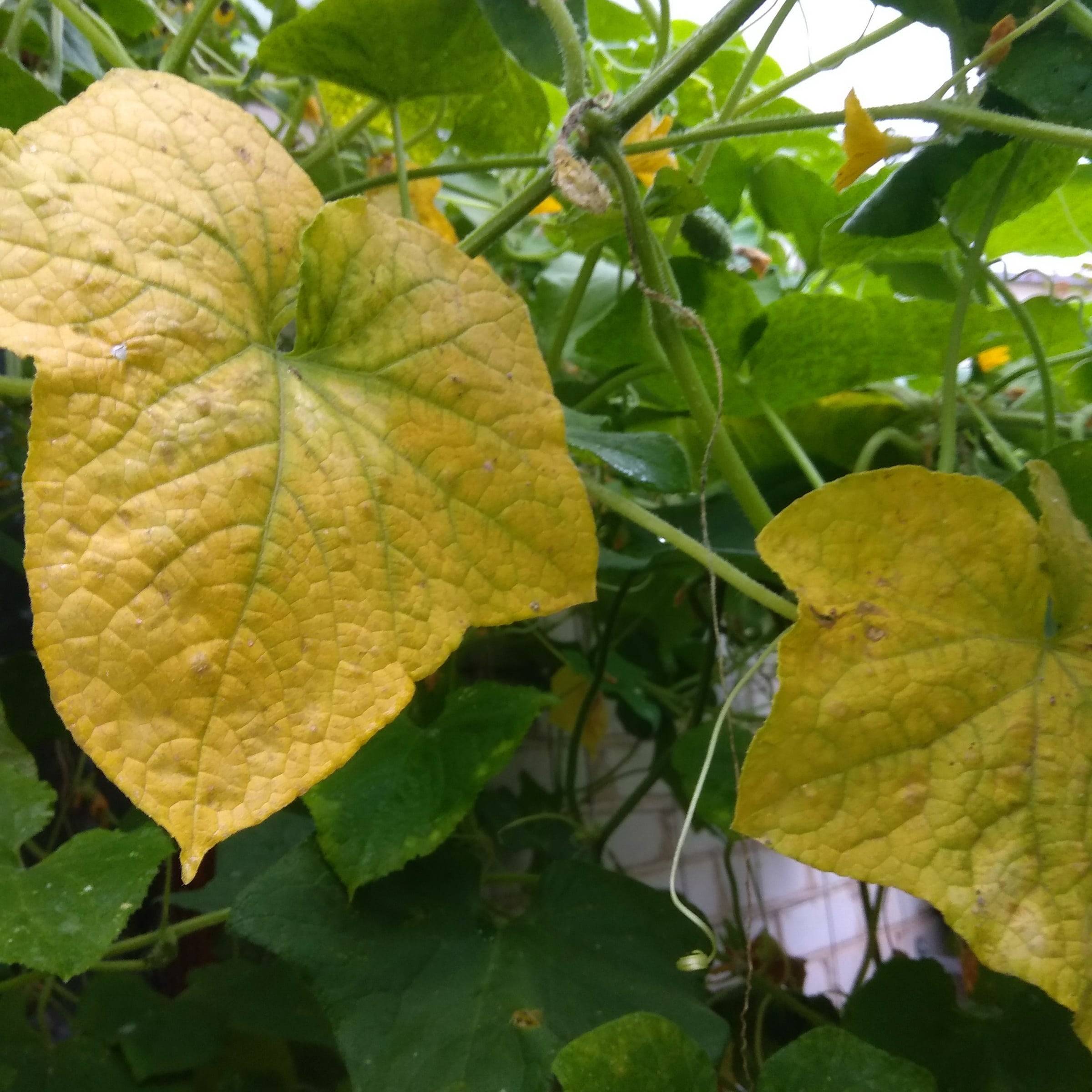 Огурцы: желтеют листья — что делать, народные средства, рецепты