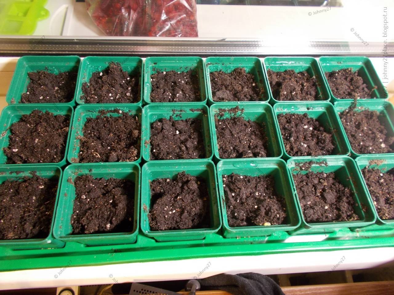 Семена клубники из клубники - выращивание в домашних условиях: рассада и посадка