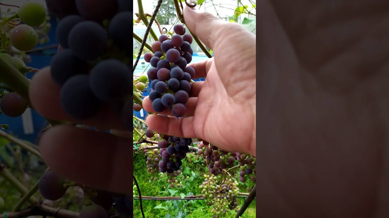 Описание винограда загадка шарова