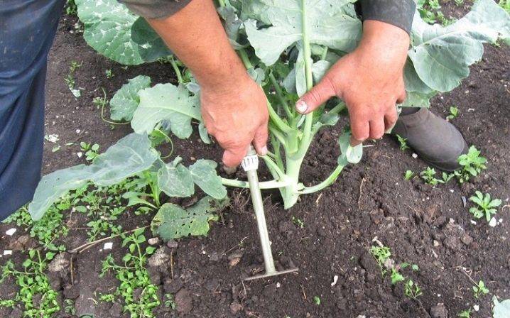 Чем подкормить капусту после высадки в открытый грунт в 2022 году: сроки, лучшие средства. подкормка белокочанной капусты для роста, для формирования кочана и хорошего урожая