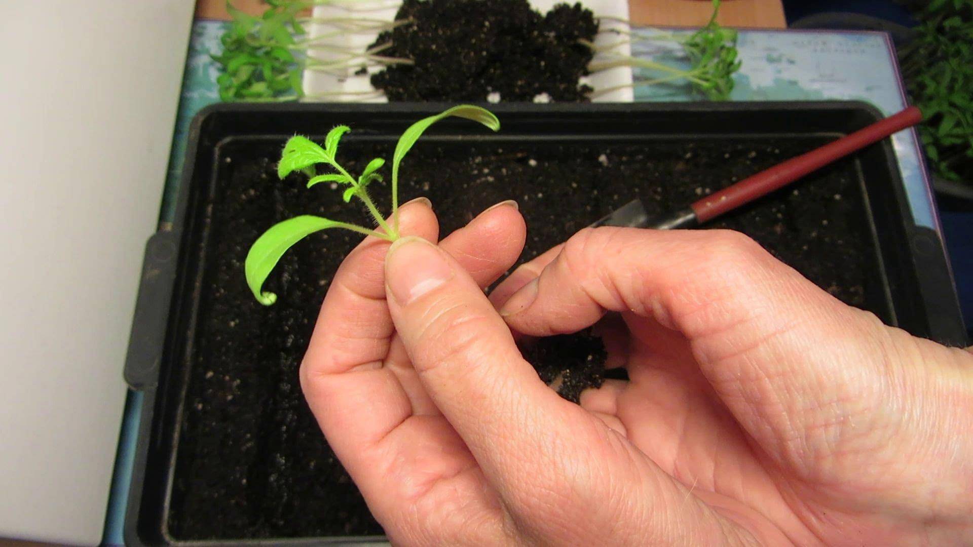 Причины вытягивания рассады помидоров и способы замедления её роста