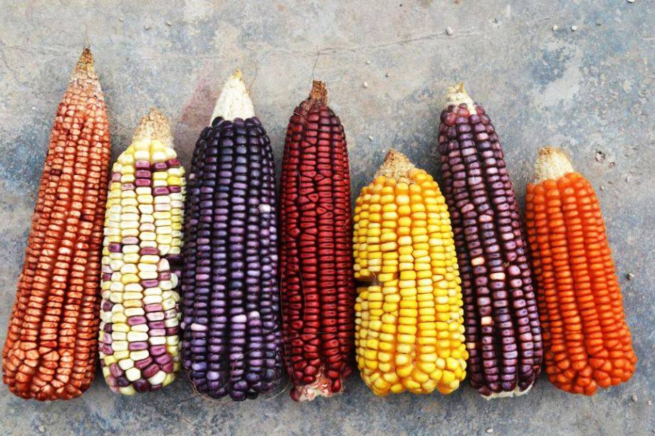 Кукуруза фуражная: как отличить кормовую от пищевой, лучшие сорта, семена, применение