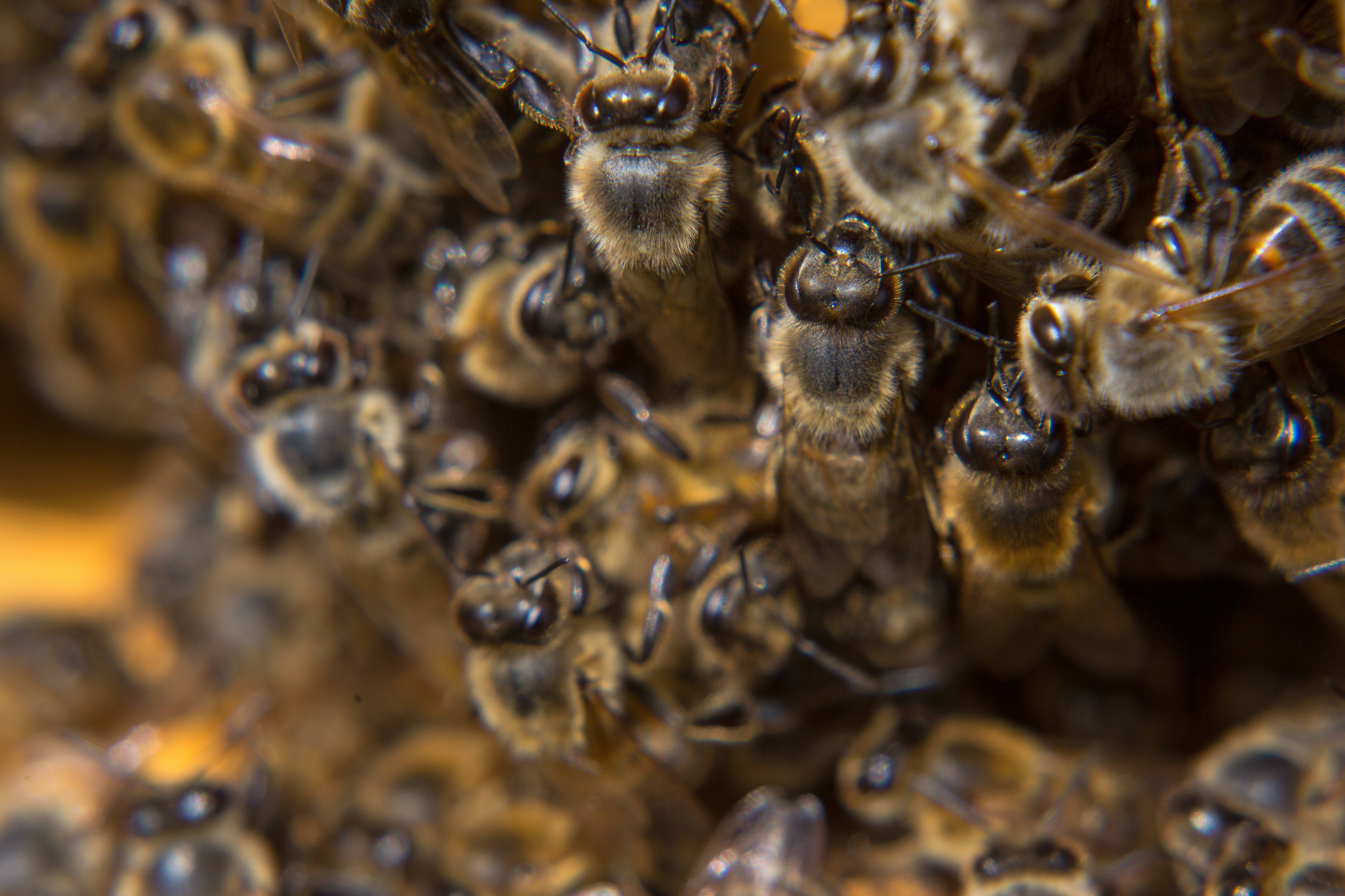 Особенности африканизированной пчелы-убийцы