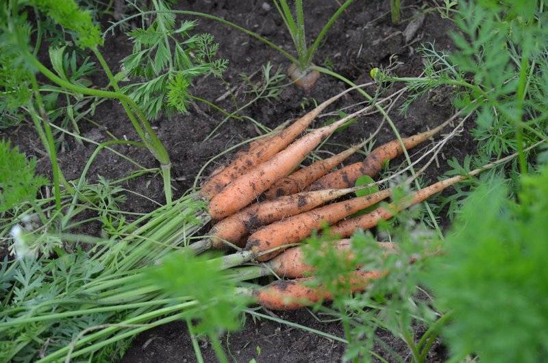 Когда убирать морковь с грядки на хранение в домашних условиях, как правильно ее выкапывать и помещать в погреб на зиму, а также какие лучшие сорта есть для этого? selo.guru — интернет портал о сельском хозяйстве