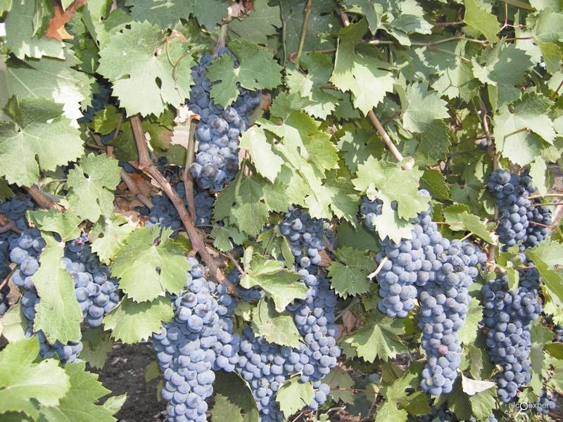 Сорт винограда красностоп золотовский или анапский: описание, фото, история и вина | я люблю вино