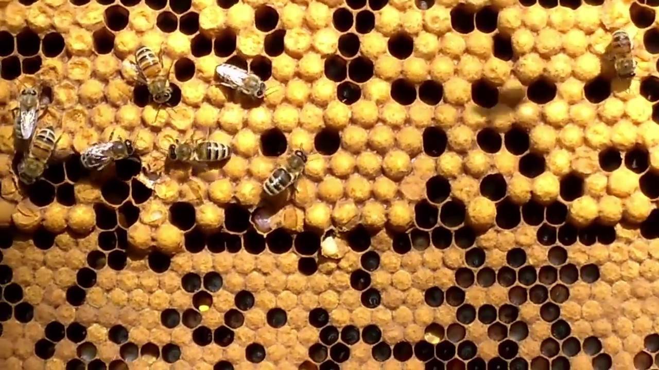 Технология разведения и содержания сильных пчелиных семей (коптев в.с., харченко г.и.)