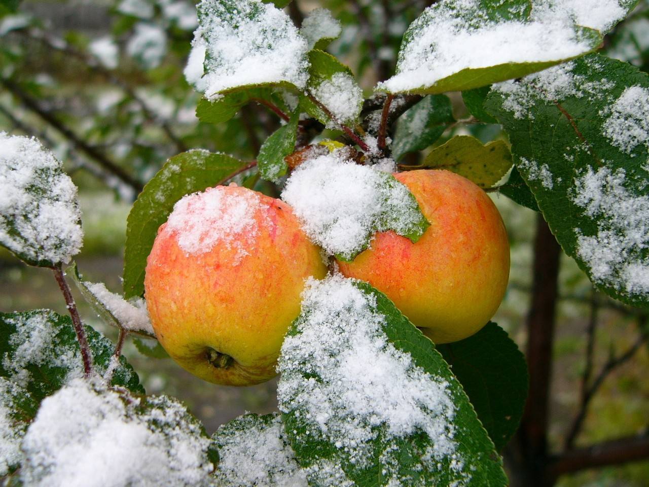 Описание сорта яблони зимняя красавица с фото: как осуществлять уход и бороться с вредителями?