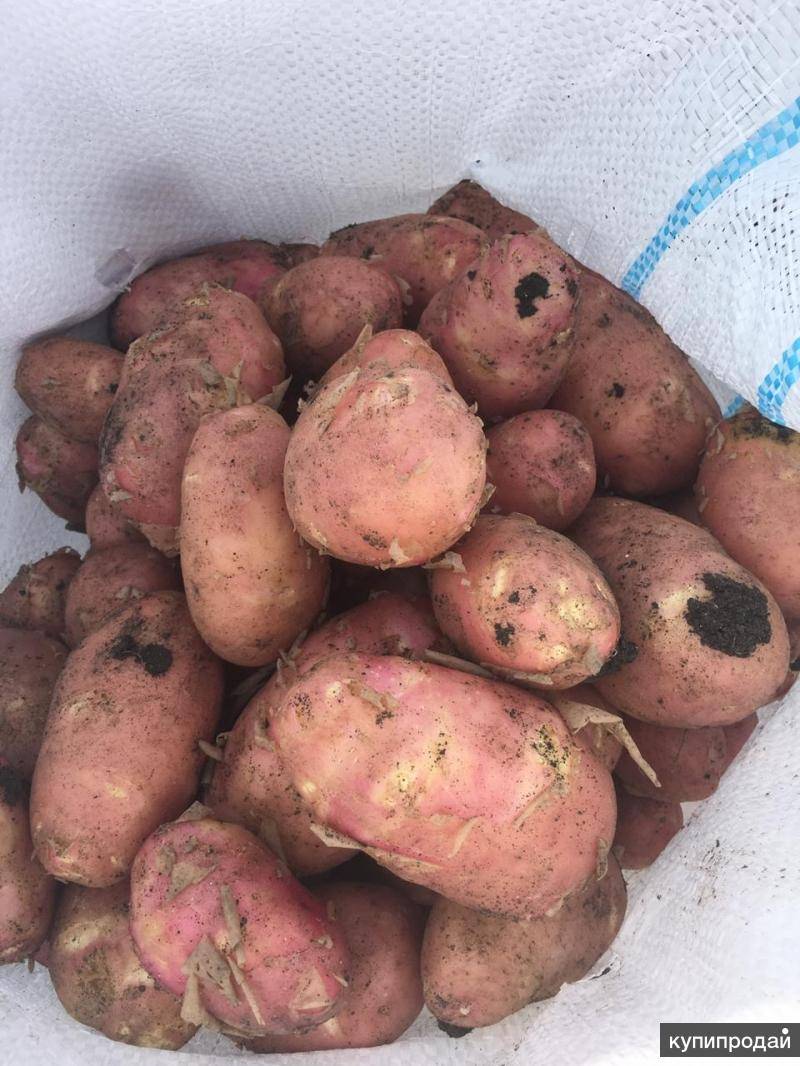 ᐉ картофель коломбо (коломба): описание сорта, фото, выращивание и уход - zookovcheg.ru