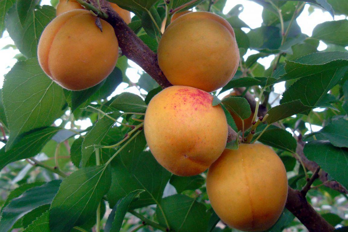 Как вырастить абрикос на урале