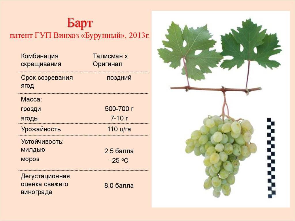 Описание виноградного сорта триумф