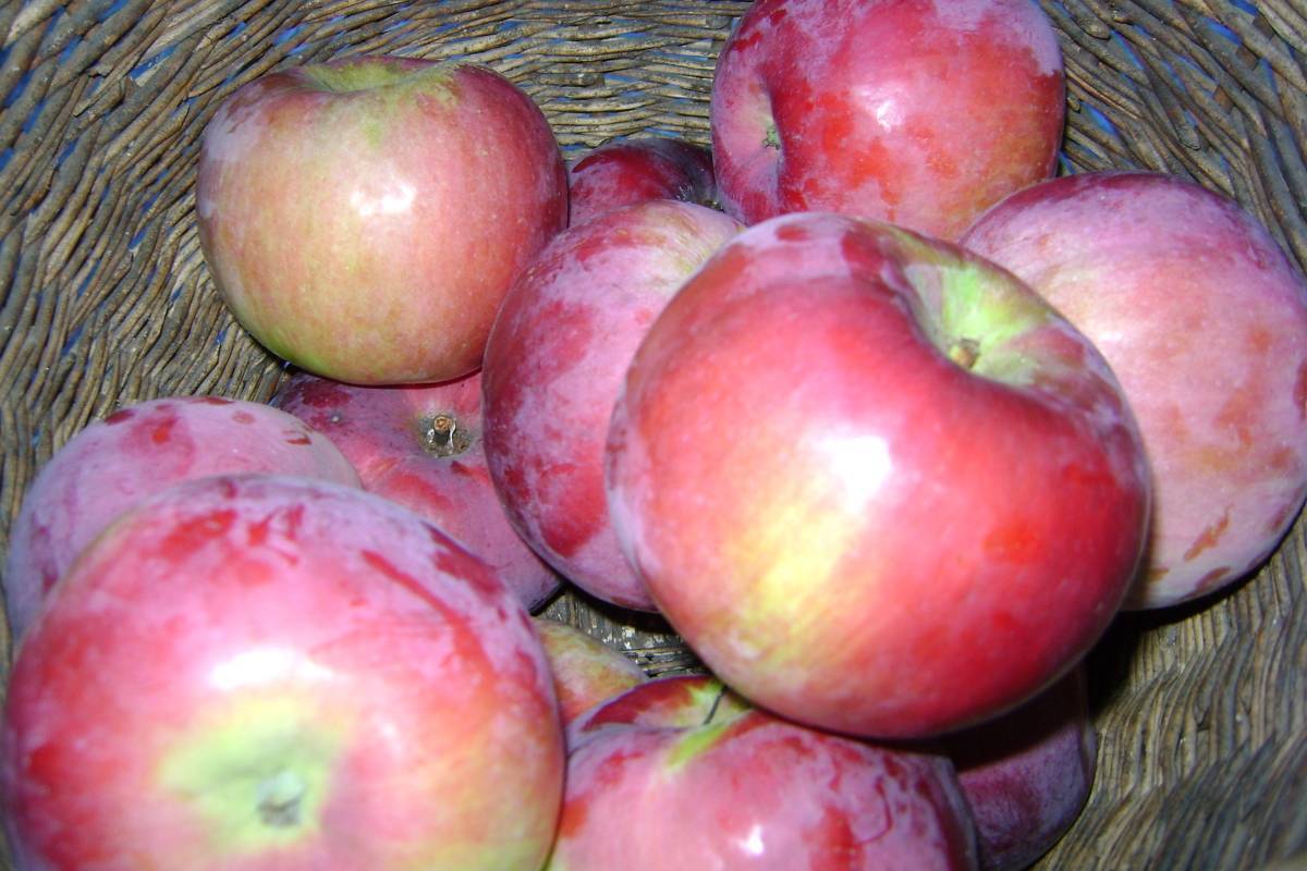 Описание яблони сорта анис свердловский: характеристики, фото, отзывы, видео