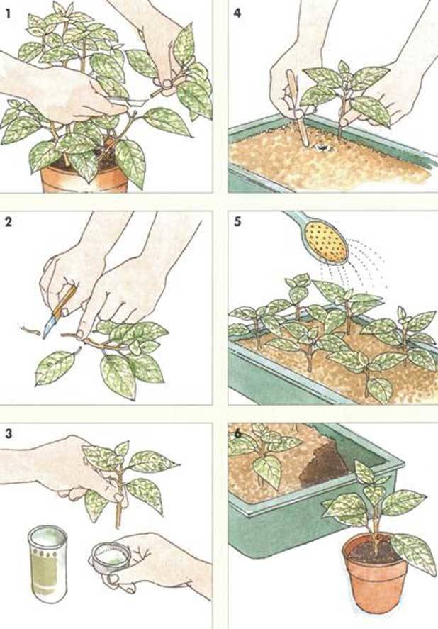 Как самостоятельно размножить малину черенками в весенний сезон