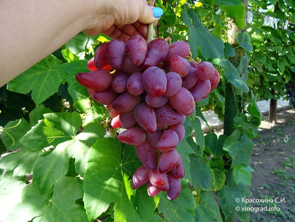 Описание и технология выращивания сорта винограда Дубовский розовый