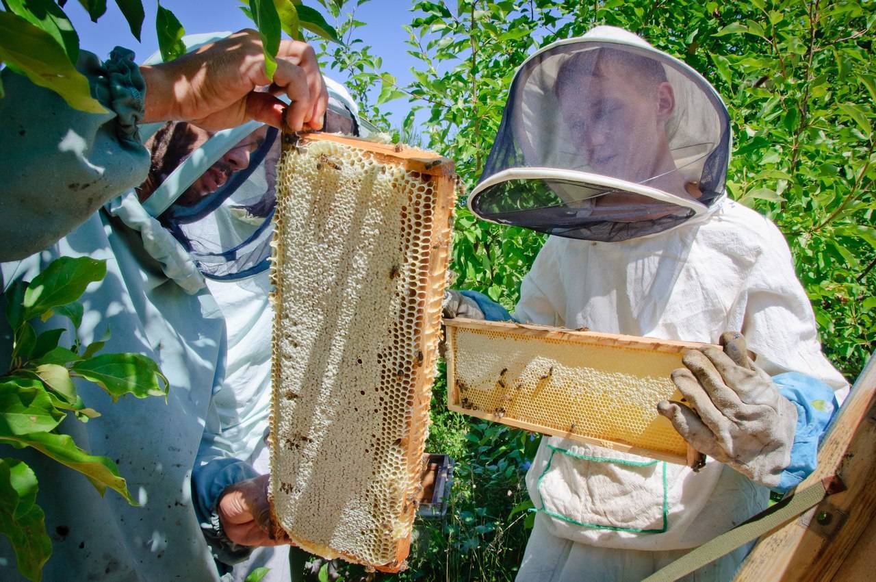 Об откачке меда без медогонки, как отделить мед от воска в домашних условиях