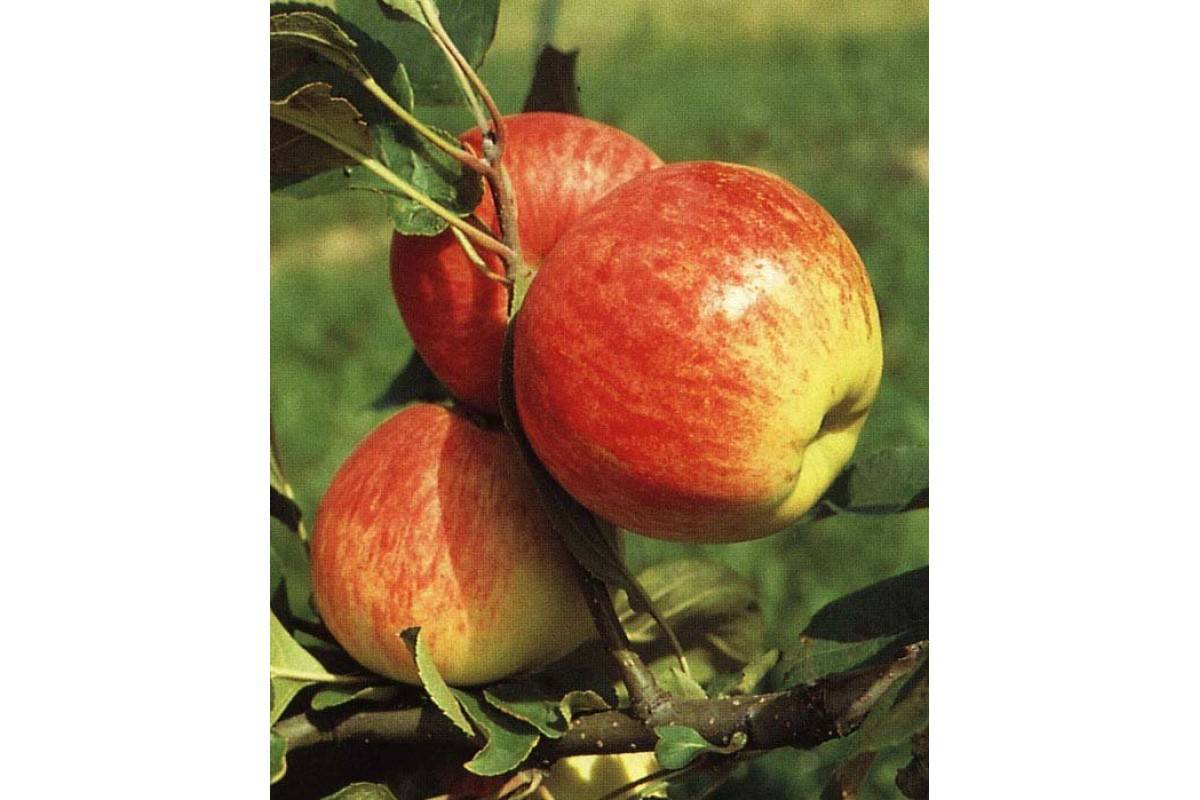 Яблоки мантет: подробное описание сорта, фото, отзывы