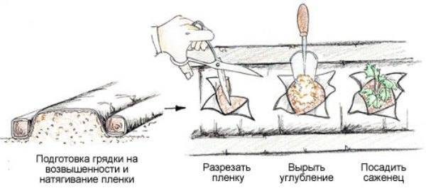 Клубника гигантелла схема посадки