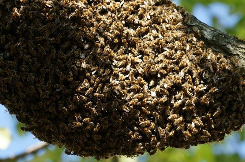 Мед диких пчел (бортевой): полезные свойства и противопоказания, как отличить