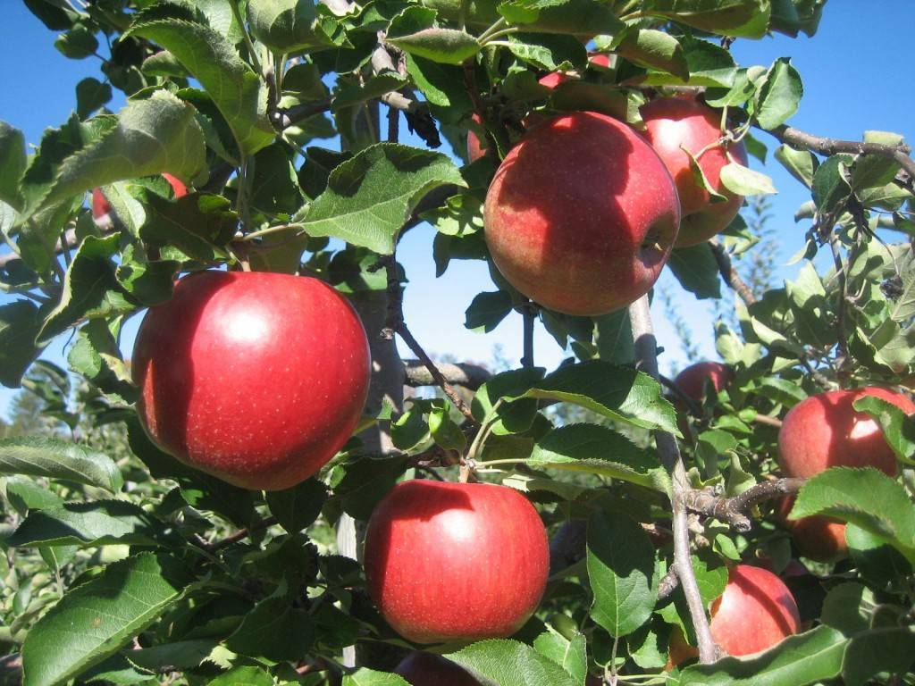 Что такое яблоня джонаголд