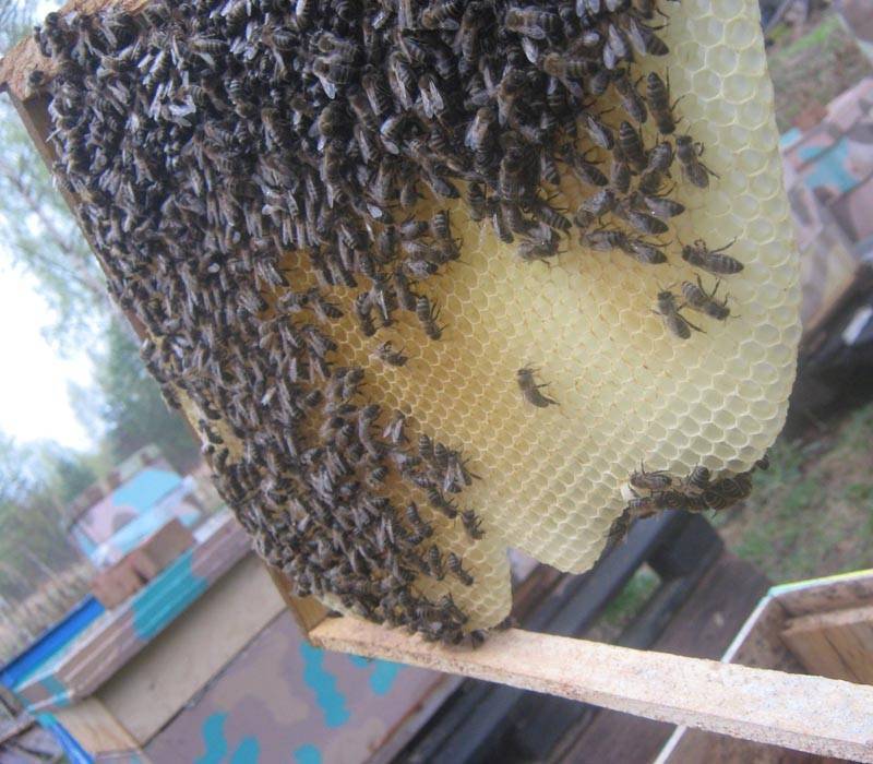 Как пчелы научились строить соты и собирать мед, кто их научил