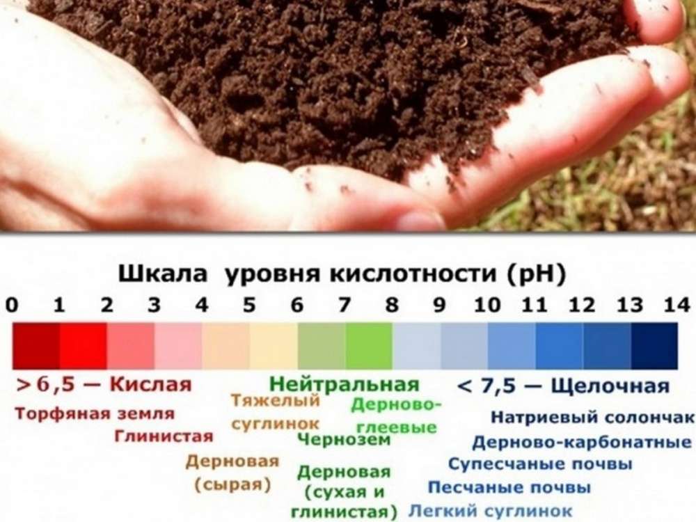 Кислая почва – что делать, какие удобрения вносить, сколько и когда. как проверить кислотность грунта